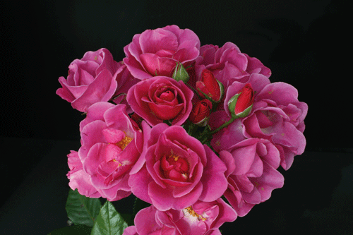 Oddfellows Rose - image: Fryer's Roses