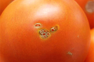 Tomato showing holes created by T. absoluta larvae. Image: Crown copyright