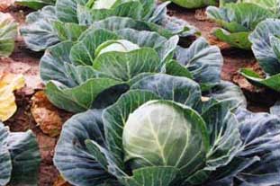 Field of cabbages - photo: HW
