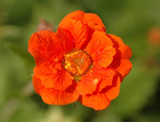 Geum 'Werner Arends'