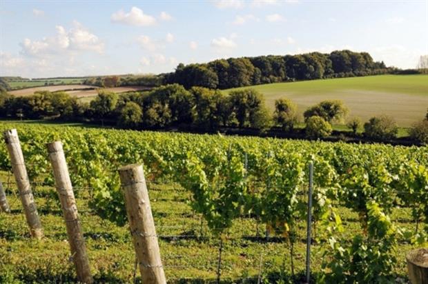 Vines at Leckford Farm - image: Waitrose