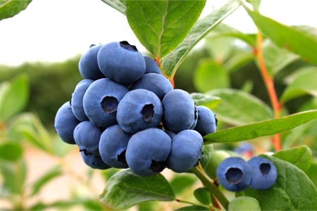 MegasBlue - image: Global Plant Genetics
