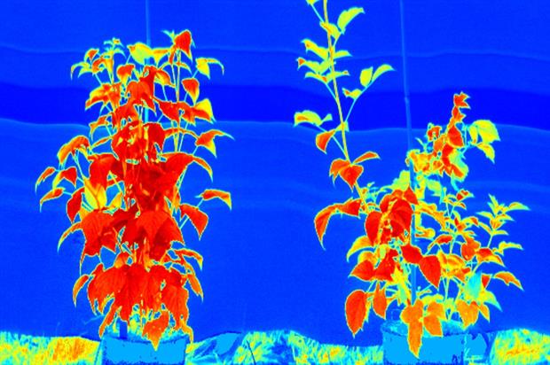 Image: AHDB Horticulture