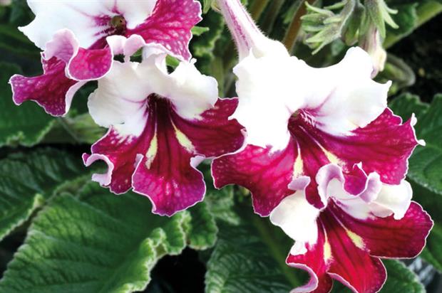 Streptocarpus 'Titania' - image: Dibley's