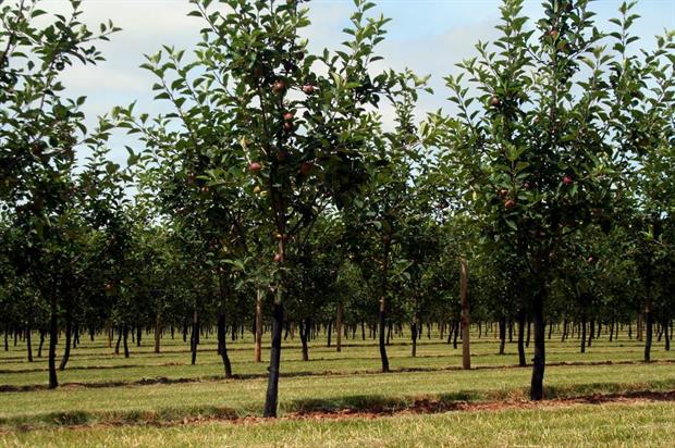 Thatchers Cider orchard - image:HW