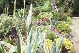 An Agave americana AGM flowering at Birmingham Botanical Gardens - photo: BBG