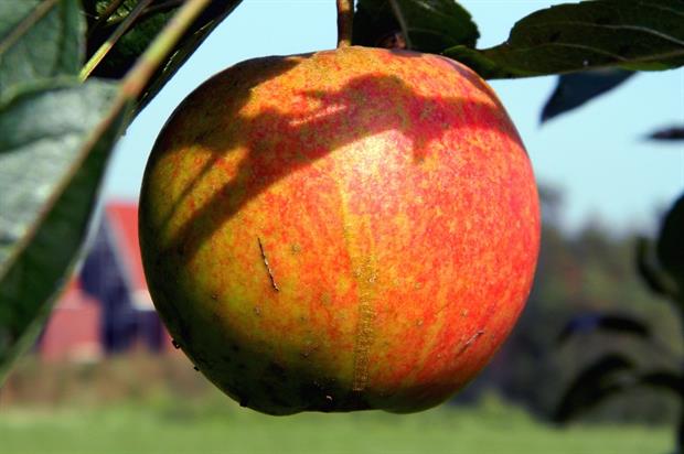 Image: Arend Jan Wonink (CC BY 2.0)