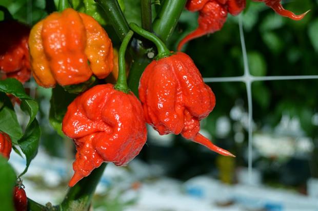 The Carolina Reaper - Image: Tesco