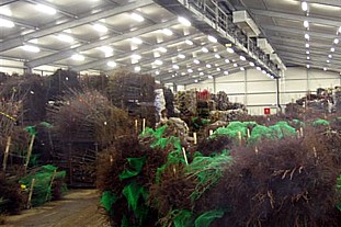 Fleuren's €1.2m fruit tree cold store. Credit: Fleuren