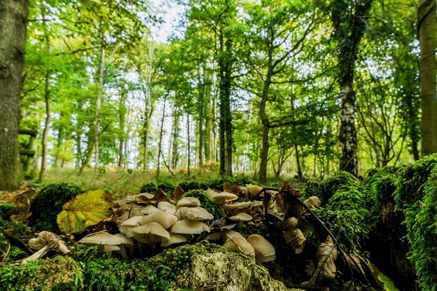 Image: Woodland Trust