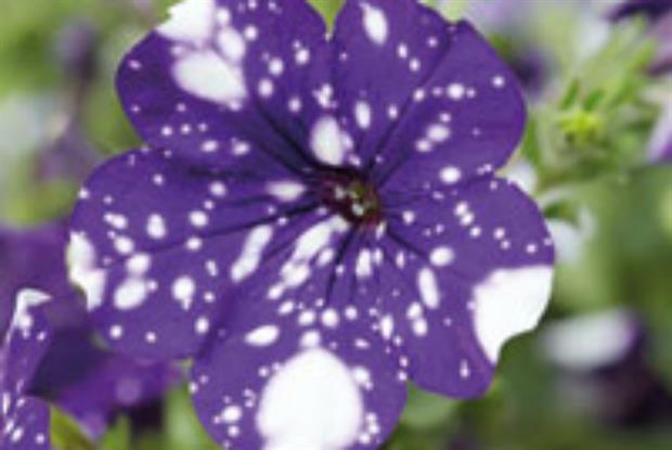 Petunia 'NightSky' hits garden centres | Horticulture Week