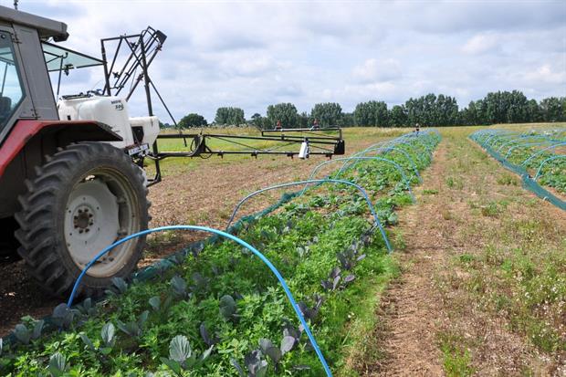 Image: AHDB Horticulture