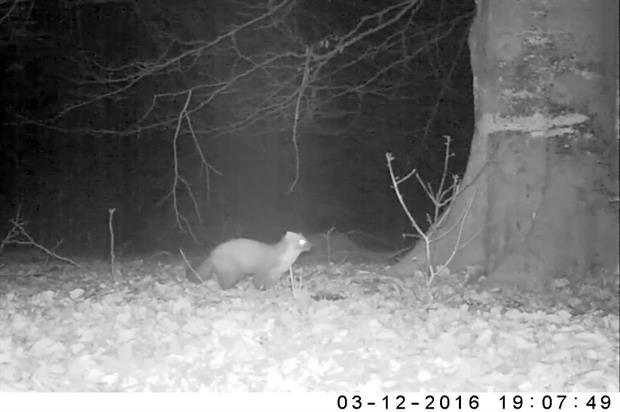 Image: Wild New Forest