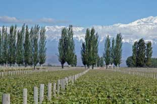 Poplars, deemed difficult to maintain - photo: Istockphoto