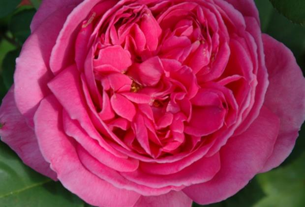Rosa 'Sandringham' - Peter Beales