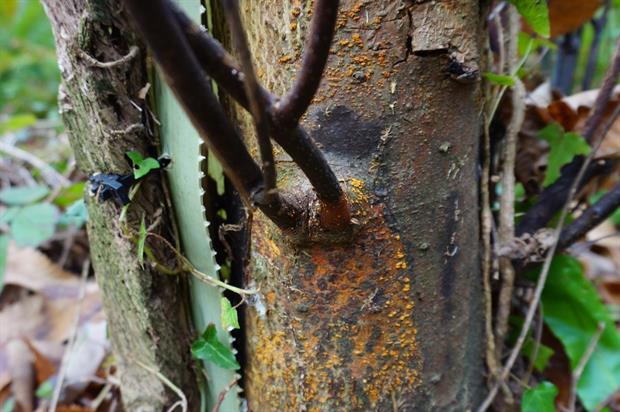 Image: Ana Perez-Sierra / Forest Research