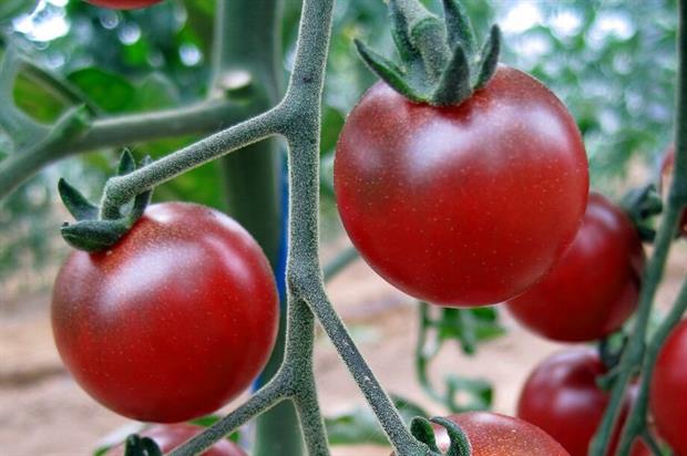 The Rosella tomato - image: Gourmet Genetics