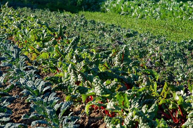 Image: Friends of Family Farmers (CC BY-ND 2.0)