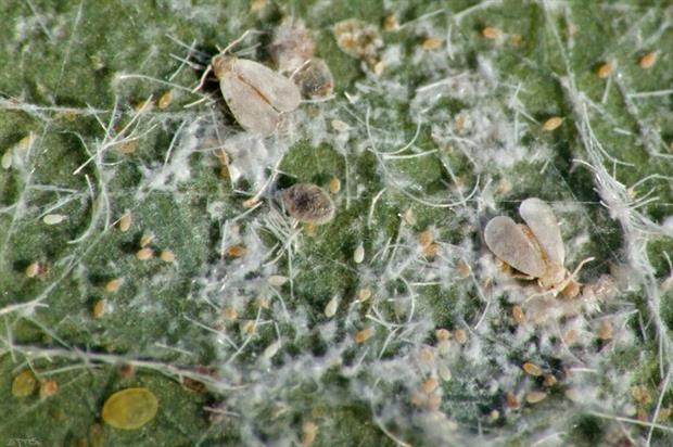 Whitefly - image: Eran Finkle (CC BY 2.0)