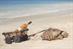 Watch the latest must-see viral videos from Cruzan Rum, Call of Duty and Corona