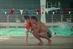 DDB takes emotional approach for new VW Polo campaign