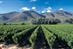 VCCP wins Laithwaites advertising account