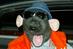 The history of advertising 27: Roland Rat