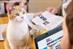 MoneySuperMarket unveils 'running with cats' TV campaign