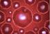 On the agenda: Embryonic stem cell breakthrough