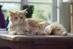 Campaign Viral Chart: O2's cat-dog finally takes first