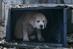 Campaign Viral Chart: Budweiser Super Bowl 'lost puppy' ad tops list