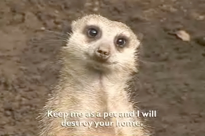 Meerkat... popular as pets?