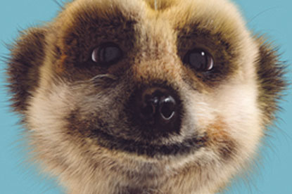 Alexsandr the Meerkat...voiced by Simon Greenall