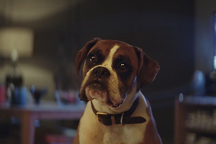John Lewis: 'Buster the boxer' features a trampolining dog