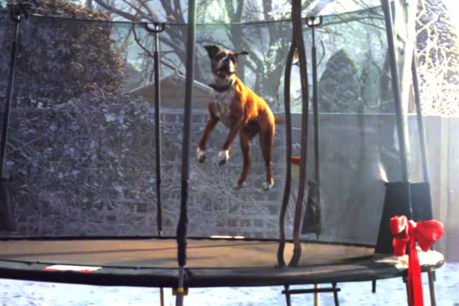 Buster: the star of this year's John Lewis ad for Christmas
