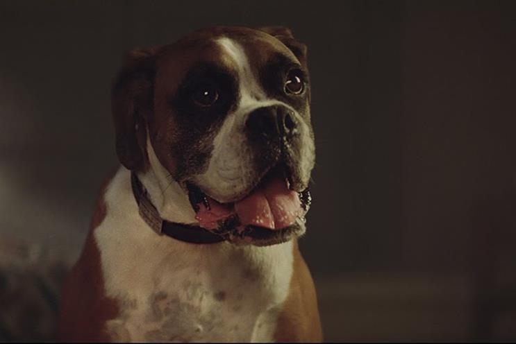 'Buster the boxer', created by Adam & Eve/DDB, has been shortlisted for an Integrated Lion
