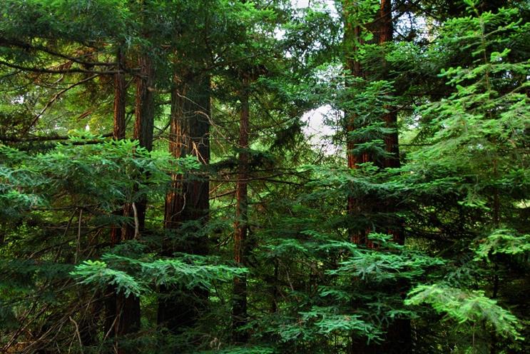 Conservation: Apple hopes to protect US working forests. (Photo via The Conservation Fund)