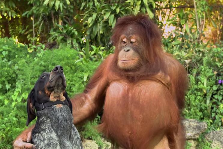 Android shows off its cuddly side with 'Friends Furever' viral