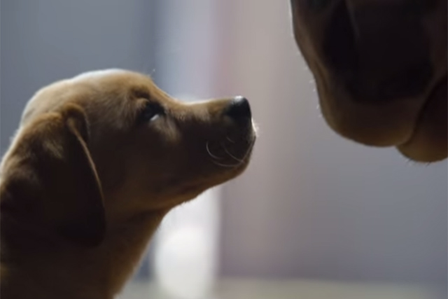 Budweiser: one of the few viral highlights of a 'disappointing' 2014 Super Bowl