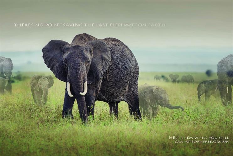 Born Free Foundation: campaign shows endangered animals fading