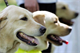 MBA wins Guide Dogs brand-building brief