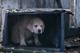 Campaign Viral Chart: Super Bowl success for Budweiser's 'lost dog'