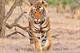Wildlife conservation project Tiger Nation calls in Citizen Brando