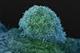 On the agenda: Genetic markers for cancer found