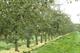 Cider production - An apple phenomenon