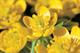 Eranthis