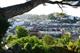 Torbay analysis sets out economic case for investing more in existing tree stock