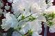 Lathyrus odoratus 'Royal White'