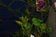 Rose 'Ebb Tide'