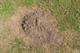 Pest & Disease Management - Moles